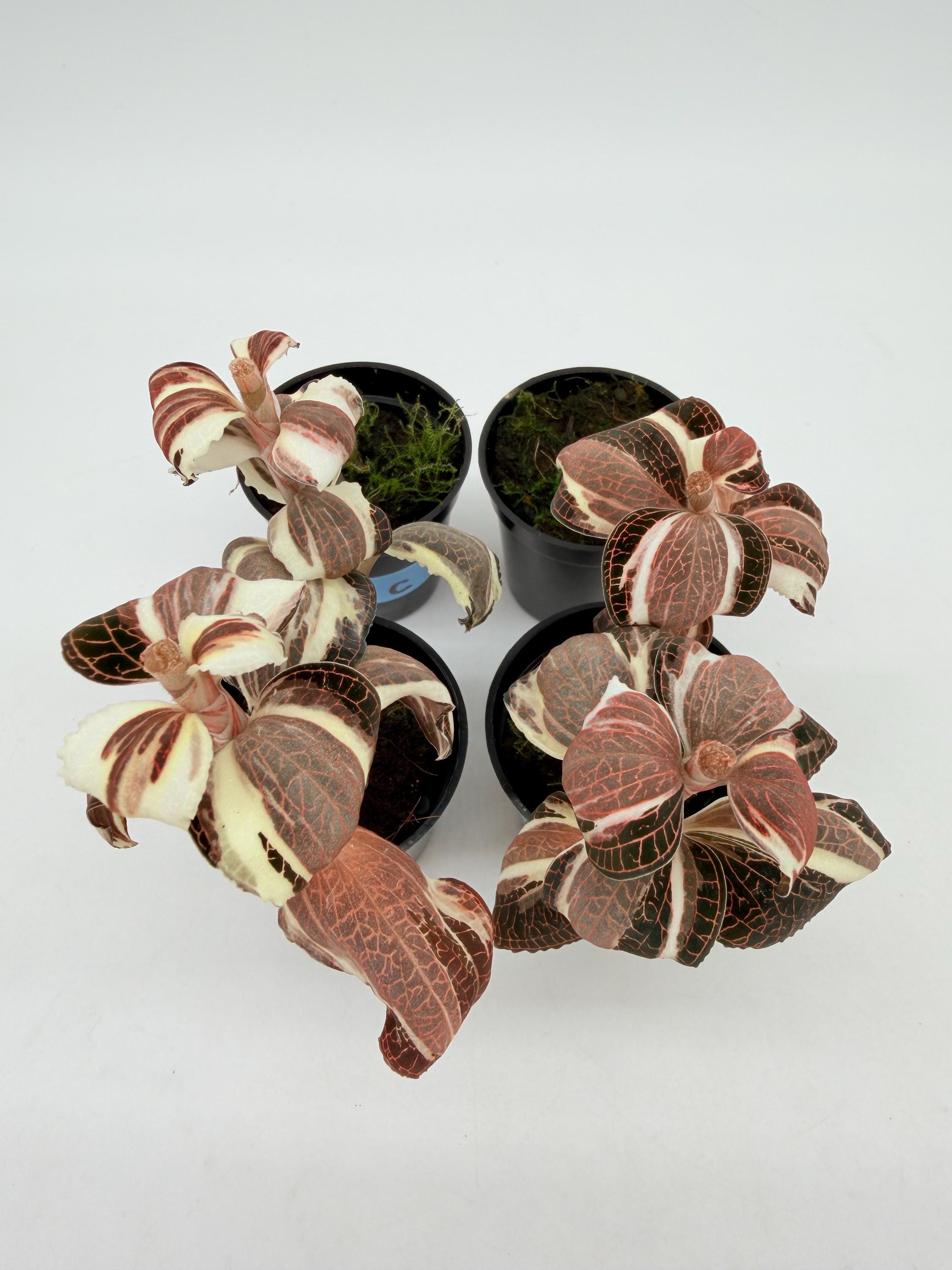 Anoectochilus Roxburghii Variegated (jewel Orchid) - Etsy