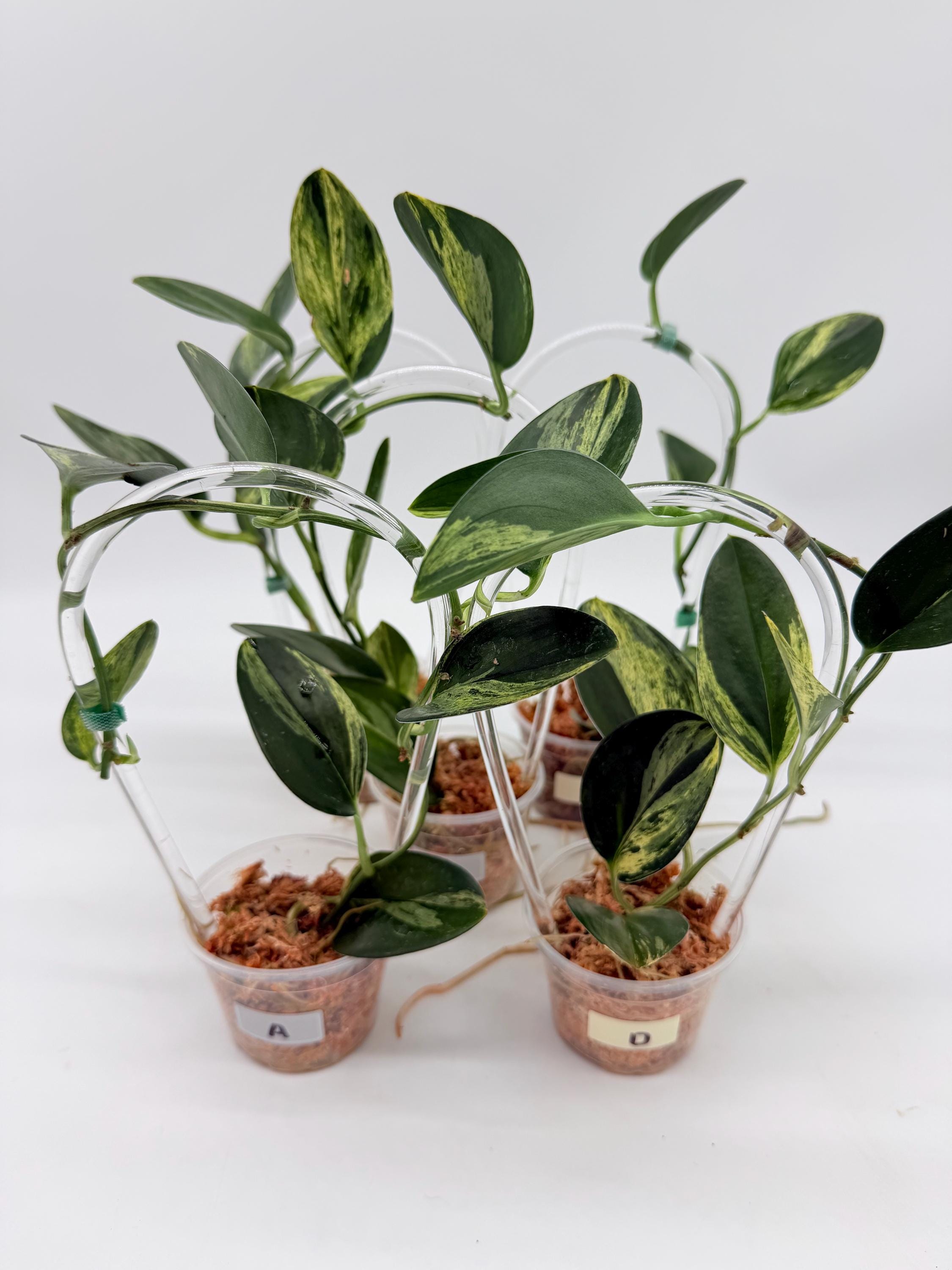 scindapsus treubii dark variegata Scindapsus Treubii Moonlight Variegata Albo  Casa Botanica