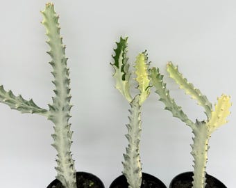 dracaena golden heart Costa Nursery | Dracaena - Golden Heart - 10 In