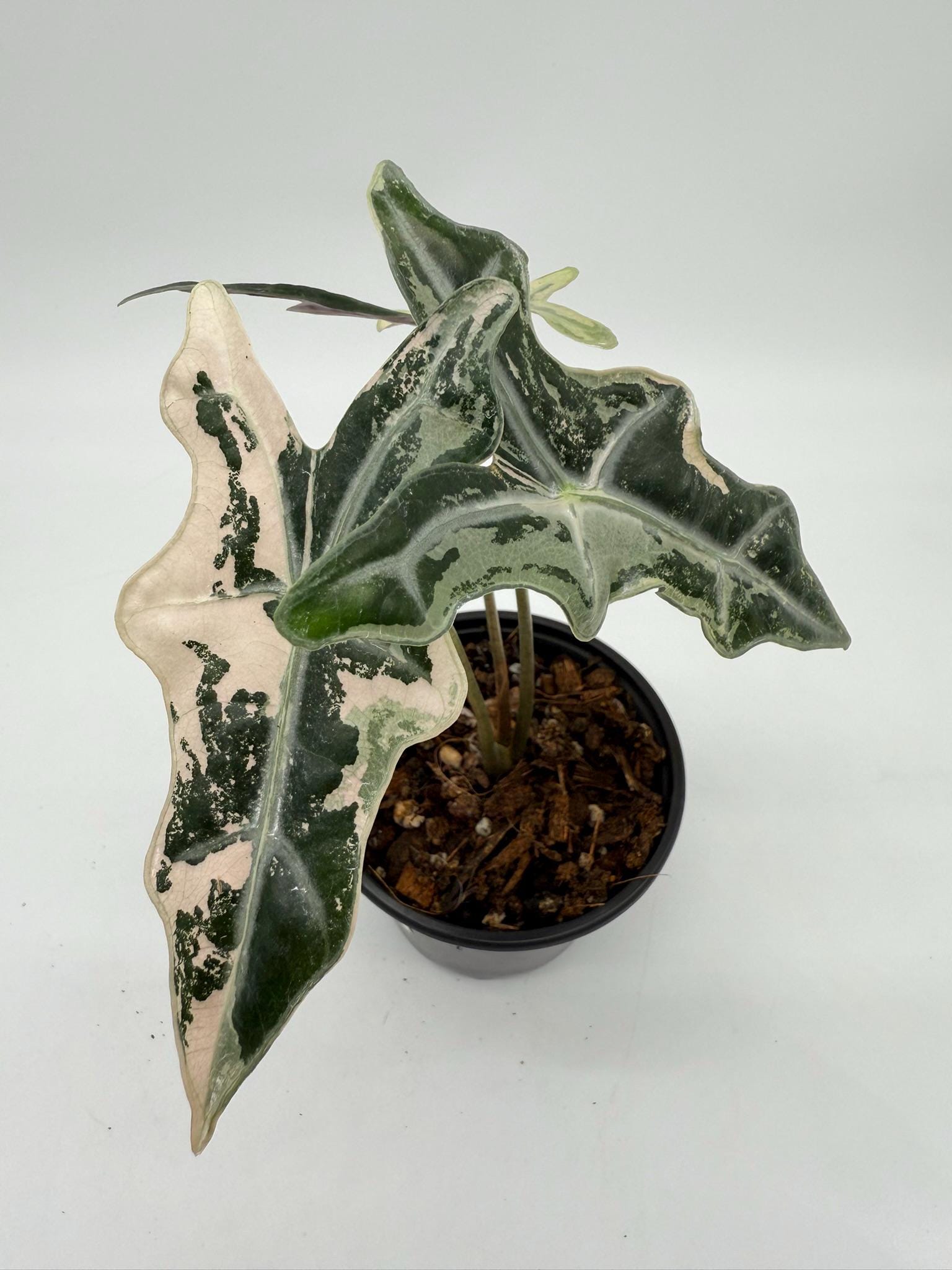 Alocasia Nobilis Pink Variegated - Etsy