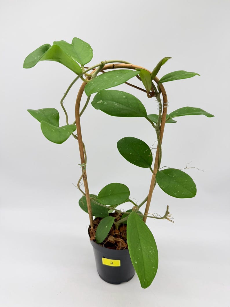 RareGreenPlantCo Hoya RHM-066 Mary Alice - Thumbnail 2