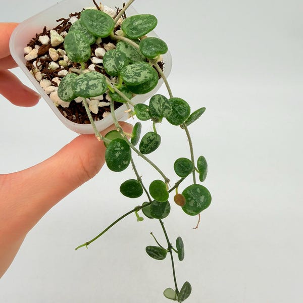 Hoya Serpens Silver/Splash 2" (M)