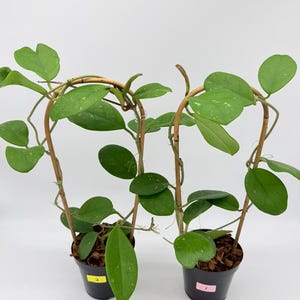 May include: A set of three ceramic mugs with a speckled, matte finish. The mugs are in shades of cream, light gray, and dark gray. Each mug has a simple, minimalist design, perfect for coffee or tea.