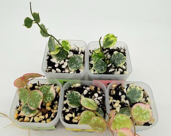Hoya Curtisii Inner Variegated ( Exact Plant) - Etsy