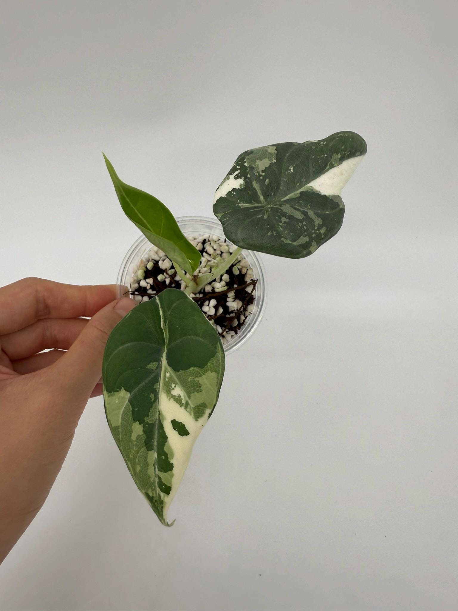 その他観葉植物 Alocasia Maharani Albo variegated Variegated Alocasia Maharani Albo – Zero's Plants