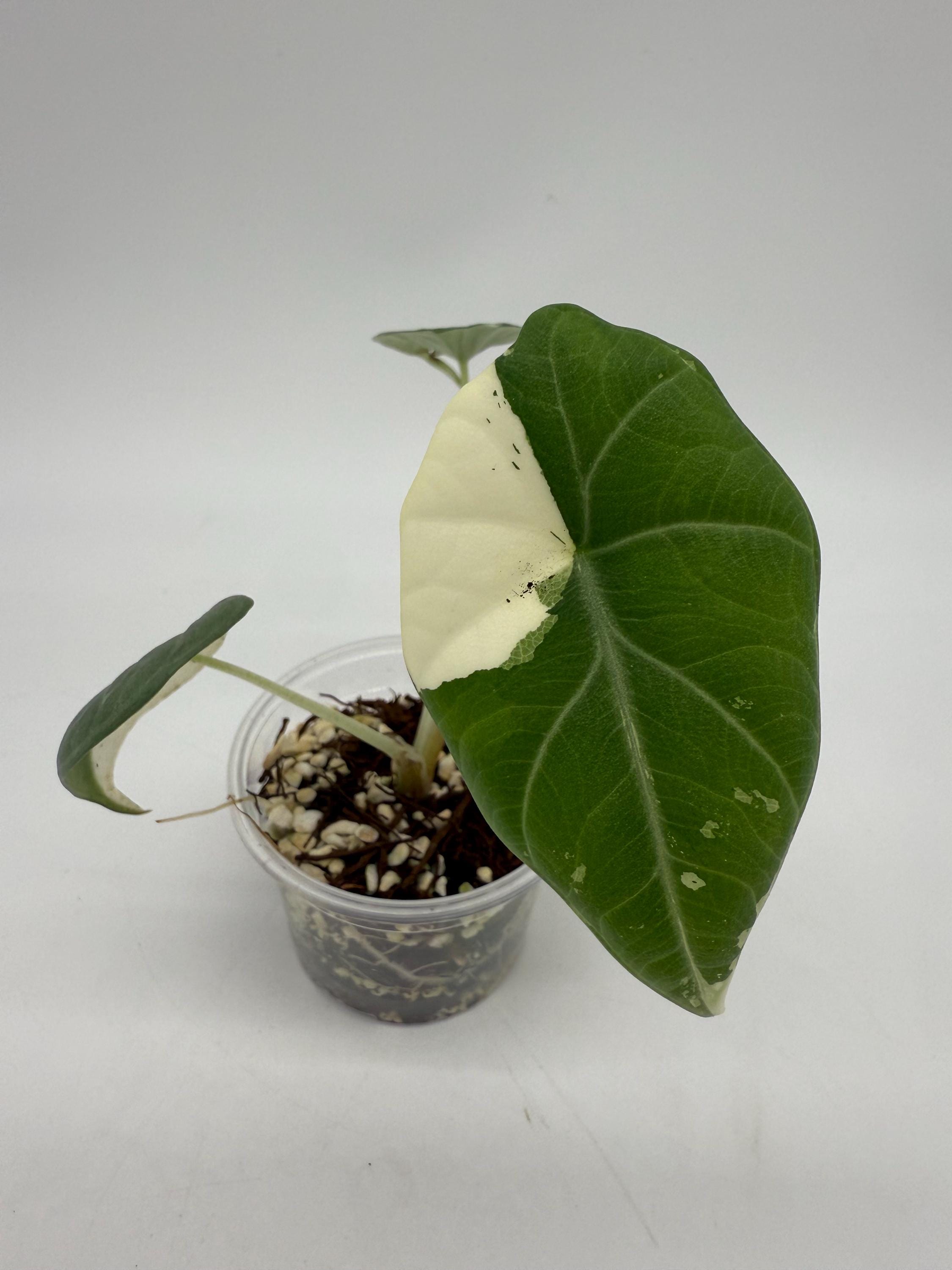 Alocasia Maharani Albo Variegated Planting Corms - Etsy