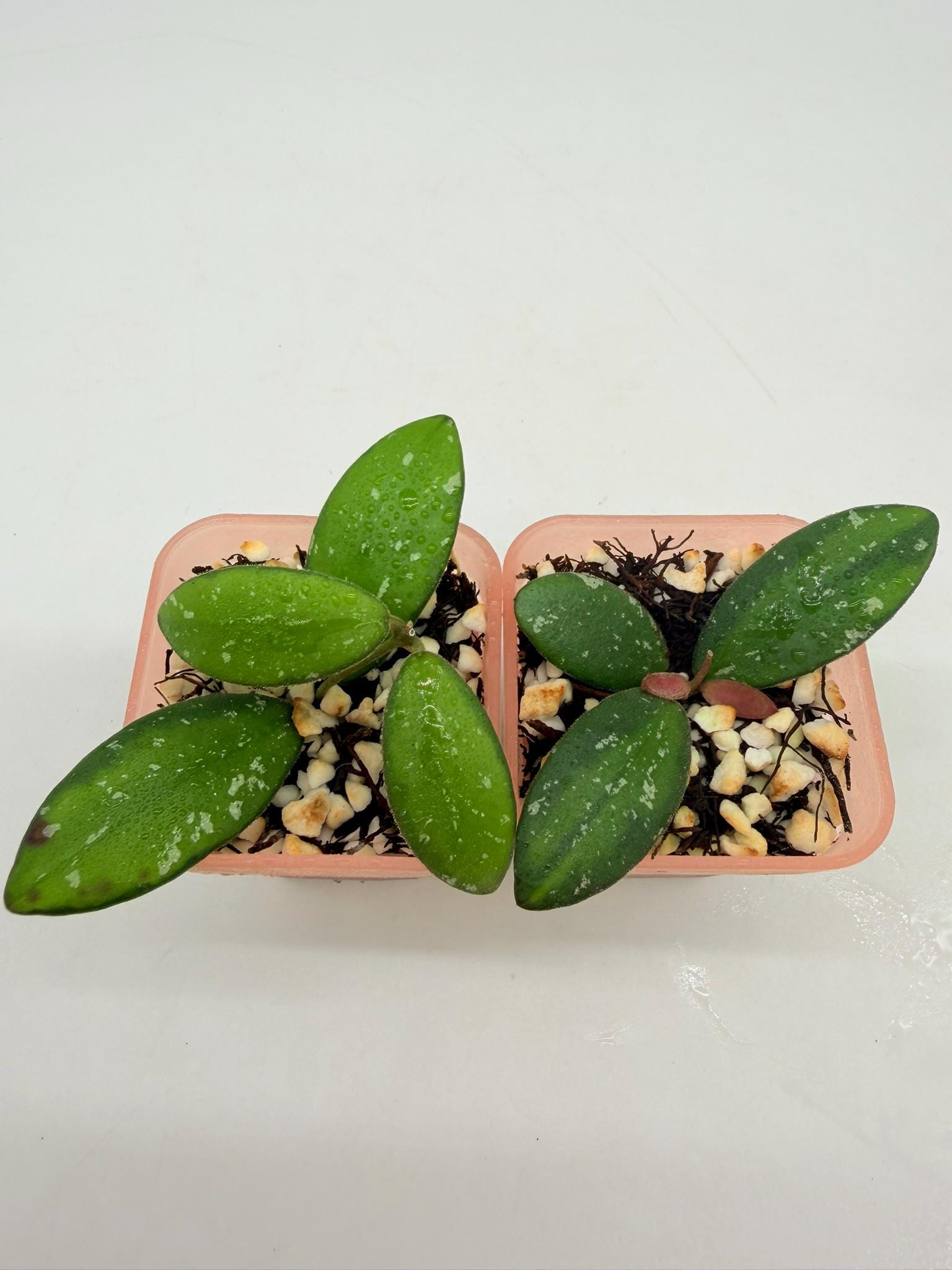 Hoya VL9 Variegated Rooted 2“ - Etsy