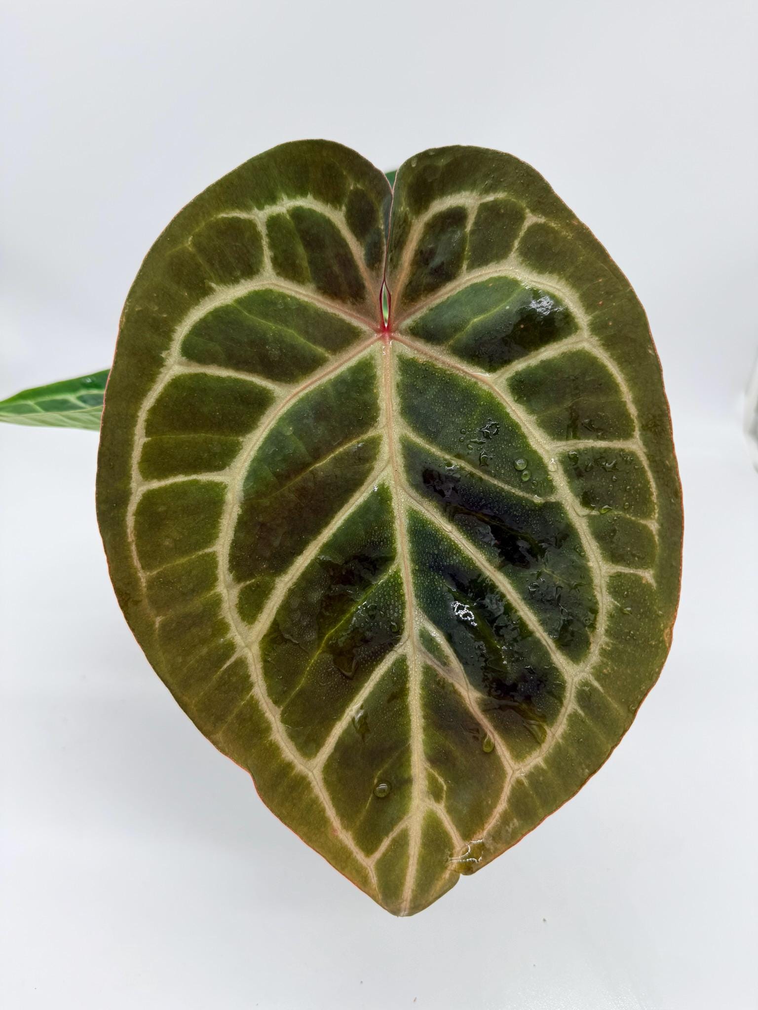 Anthurium Dorayaki × Red crystallinum ANTHURIUM DORAYAKI X RED CRYSTALLINUM
