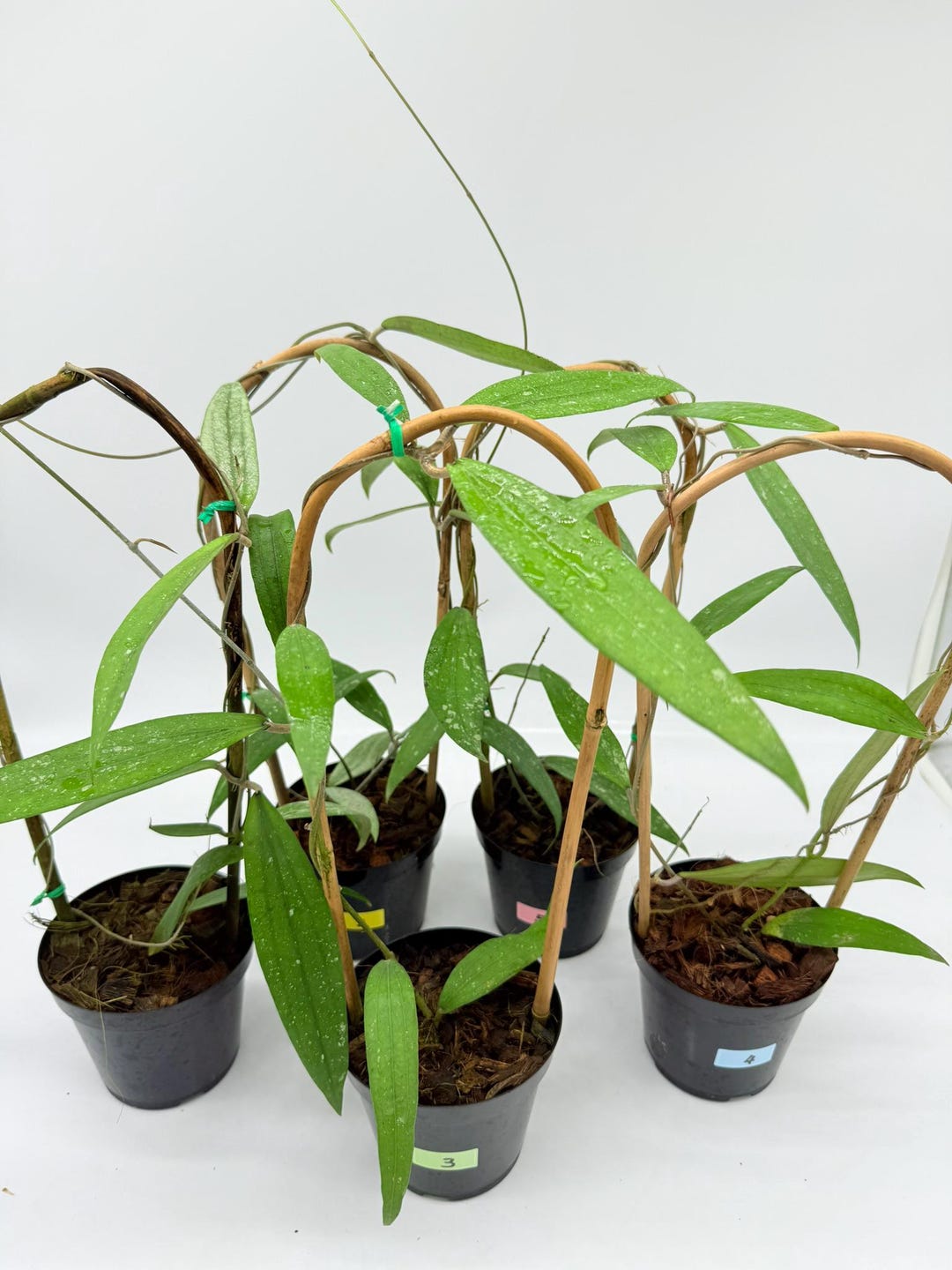 Hoya SP. Rindu Rafflesia - Etsy