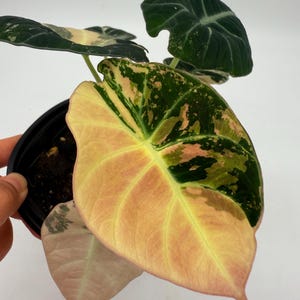 Alocasia Black Velvet Pink Variegated (Plant 7)