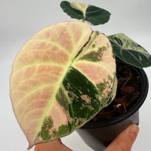 Alocasia Black Velvet Pink Variegated (Plant 6)