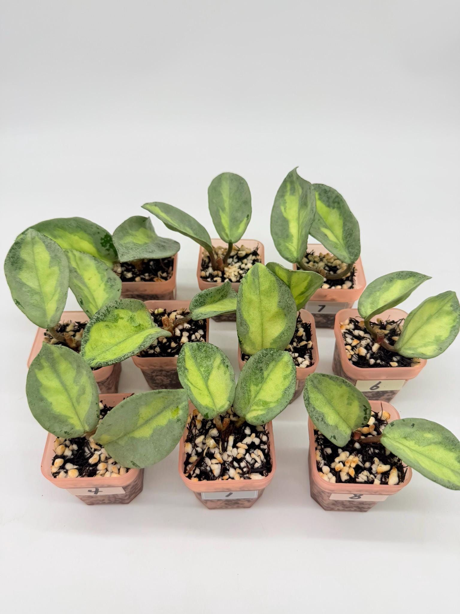 Hoya Madara Snow Angel - Etsy