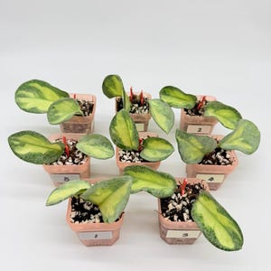 Hoya Madara Snow Angel - Etsy