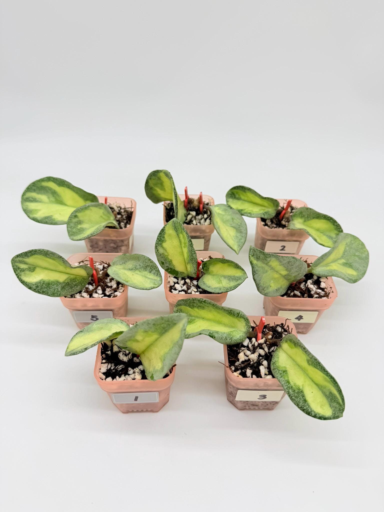 Hoya Madara Snow Angel - Etsy