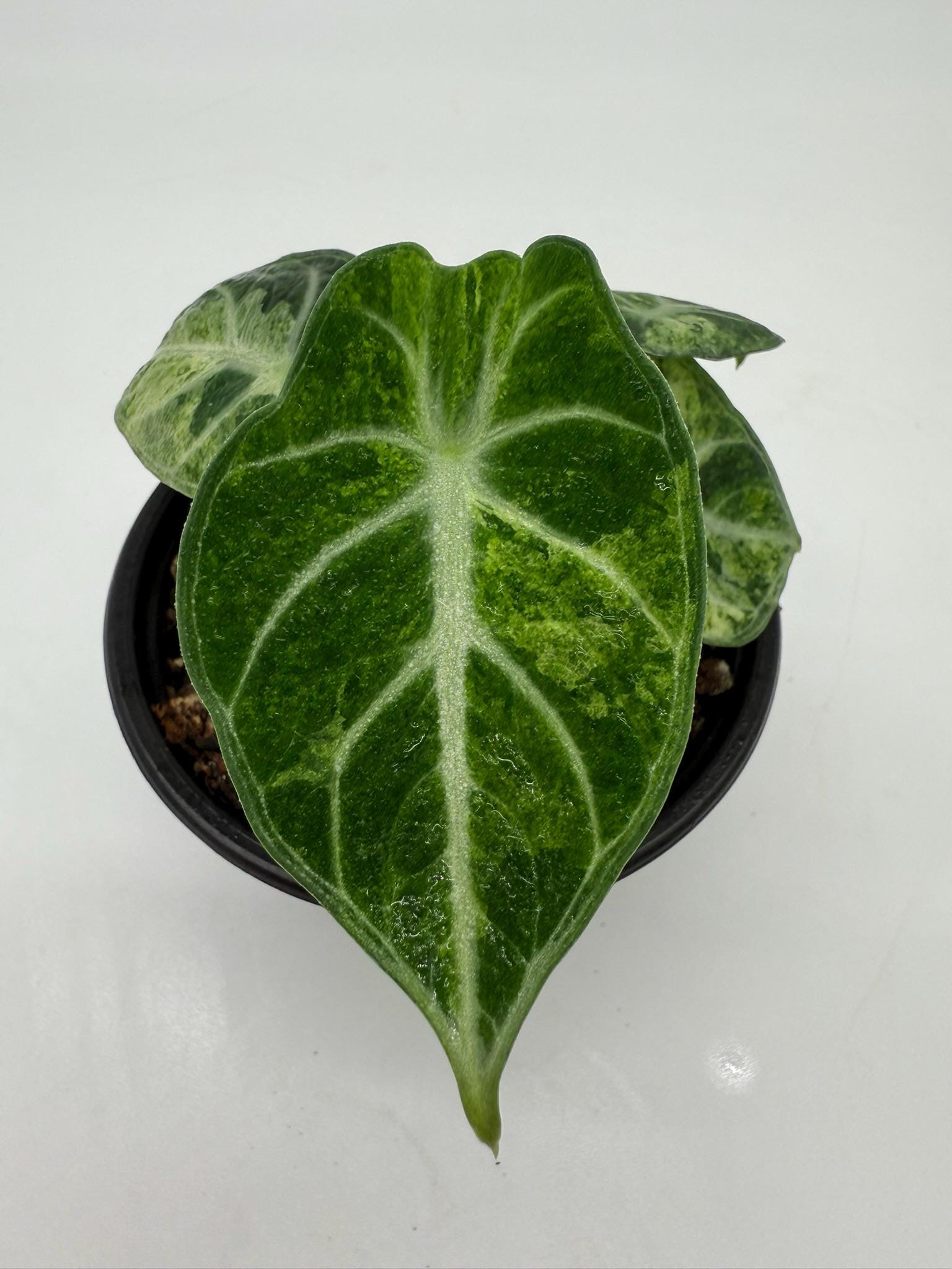 Alocasia Ninja Tricolor - Etsy Alocasia Ninja Tricolor - Etsy