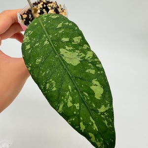 May include: A set of three ceramic mugs with a speckled, matte finish. The mugs are in shades of cream, light brown, and dark brown. Each mug has a simple, minimalist design, perfect for coffee or tea.