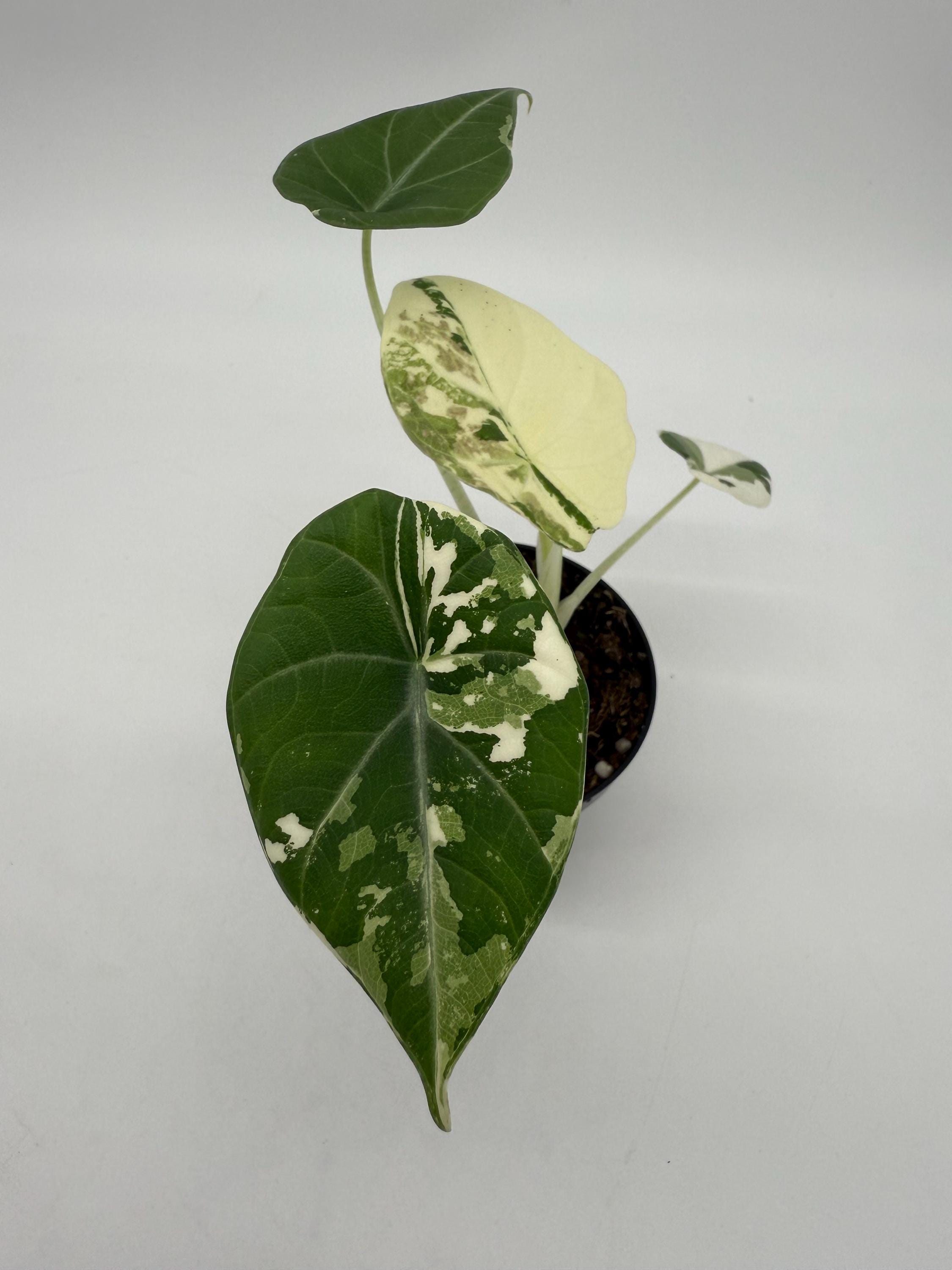 アロカシア マハラニ アルボ アロカシアマハラニの変種植物の美しい白と緑のマーブルの葉写真