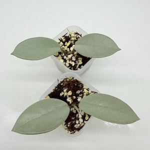 Hoya Wilbur Graves Silver 2&quot;