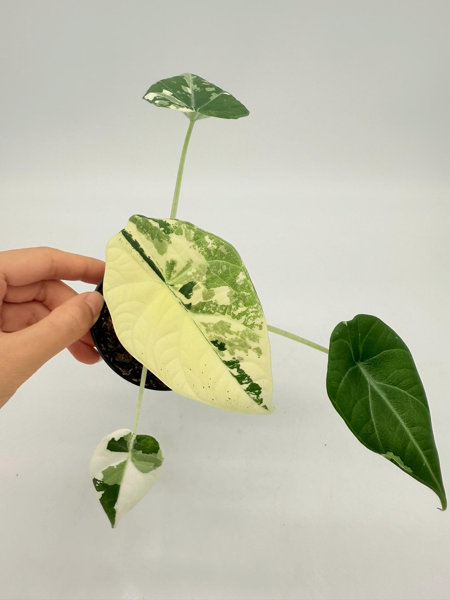 Variegated alocasia maharani - Etsy 日本