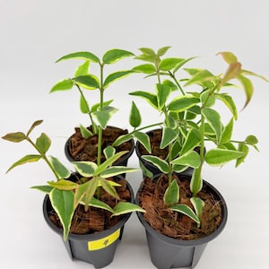 May include: Four small potted plants with green and white variegated leaves. The plants are in black plastic pots filled with brown mulch. A yellow label with the number 4 is visible on one pot. The background is plain white.