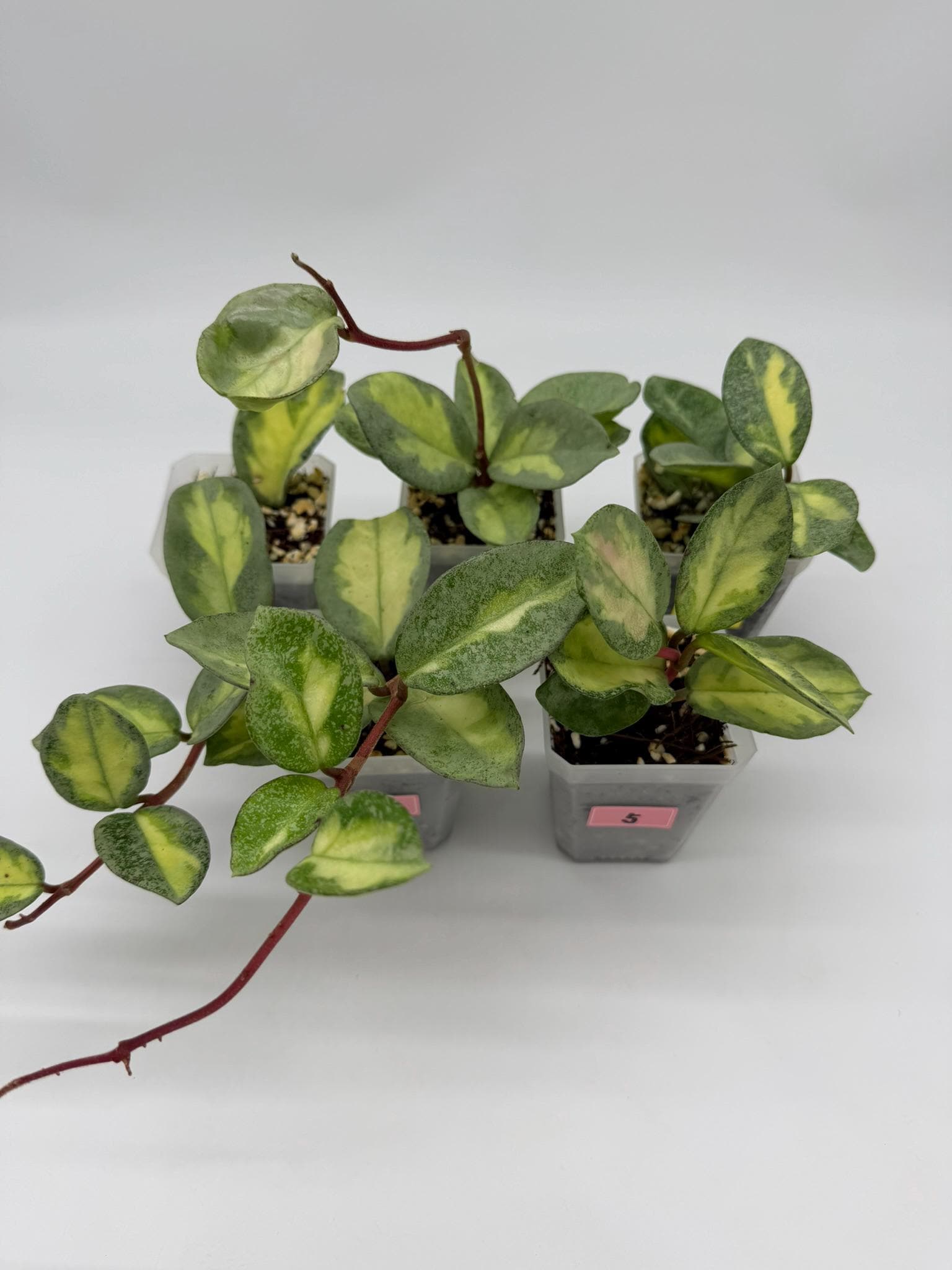 Hoya Argentea Princess - Etsy