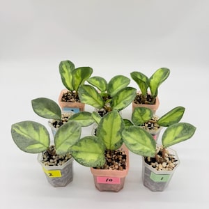 May include: Seven small potted Hoya plants with variegated green and yellow leaves. Each plant is in a small plastic container filled with soil and perlite. Some pots have small colored labels with numbers attached to the front of the containers.