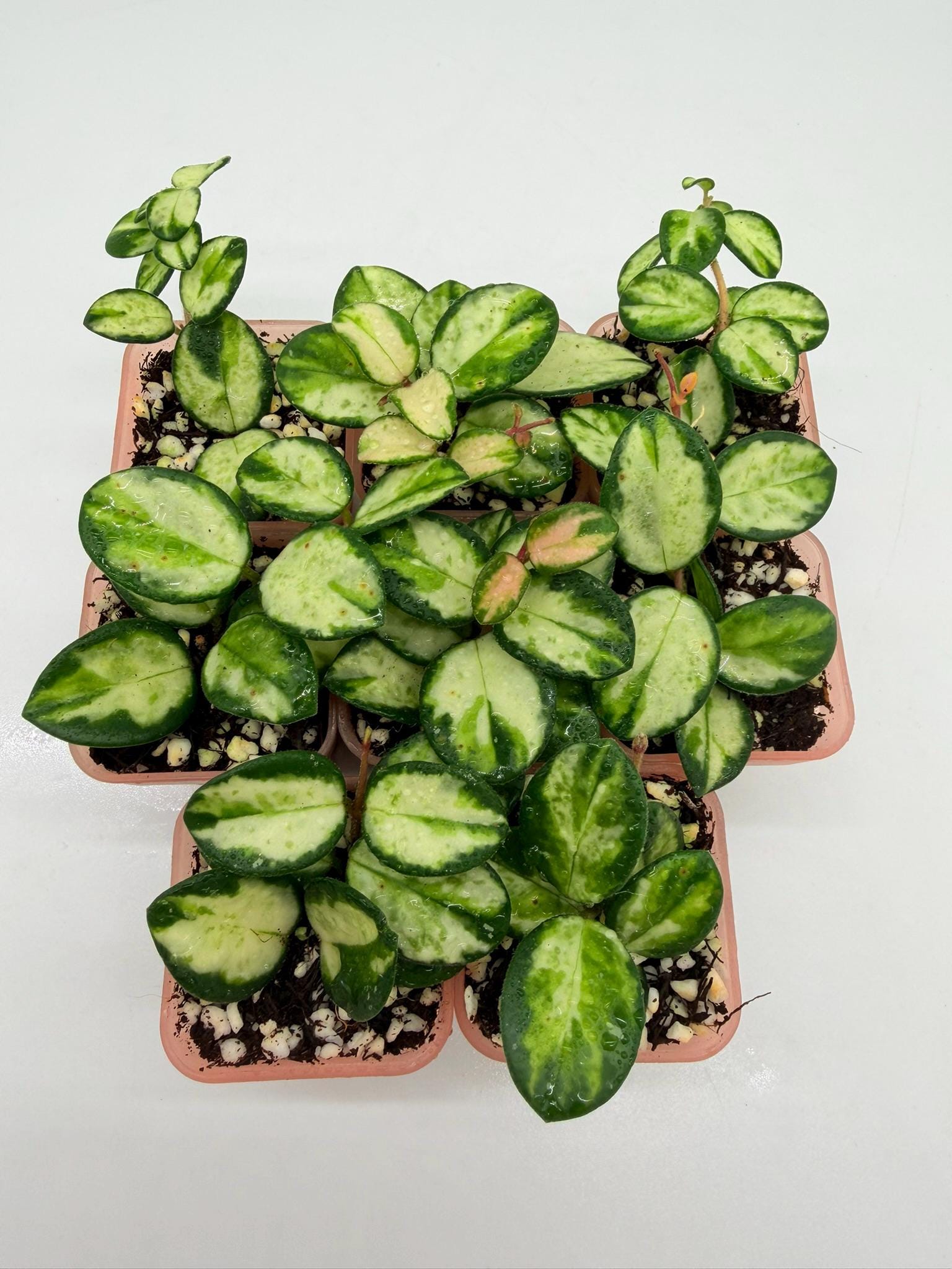 在庫ラスト ホヤ マチルダ Hoya mathilde variegata ② Hoya 'Mathilde