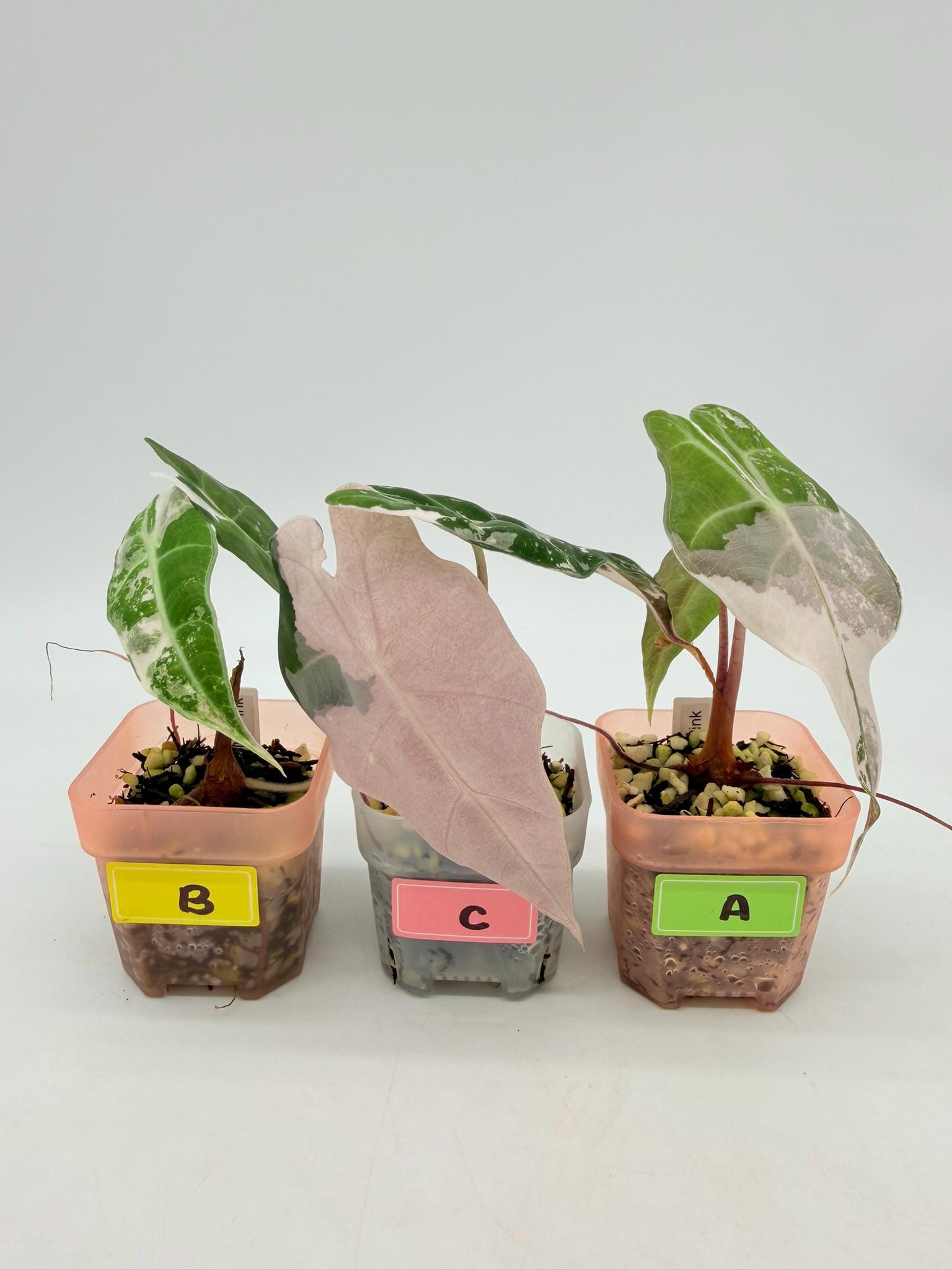 Alocasia Polly Pink Variegated - Etsy