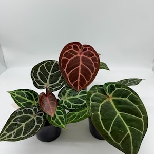 Anthurium King of Spades X Red Crystallinum - Etsy