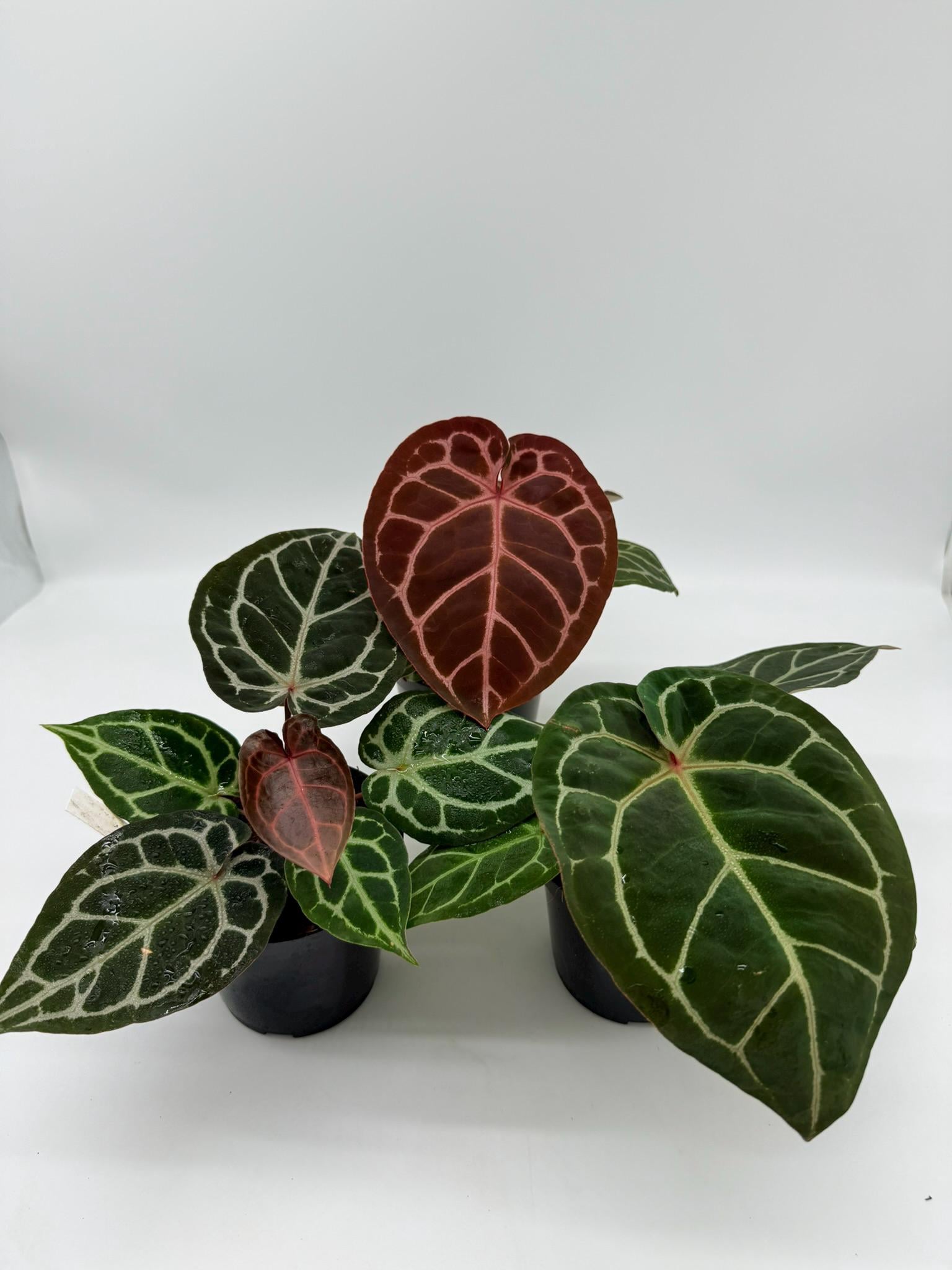 蘑*o様 アンスリウム King of Spades x Red Crystal Anthurium HU x RC (King of spades x Red crystallinum) Mature