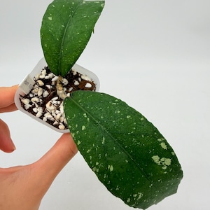 Hoya Sp Aceh Rhino Rooted 2" (Plant 1)