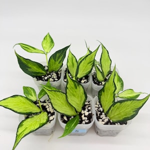May include: Six small potted plants with vibrant green and yellow variegated leaves. The plants are in clear plastic pots filled with soil and white pebbles, set against a white background. The leaves have a striking pattern.
