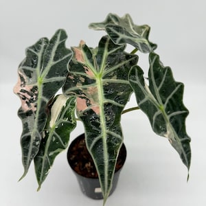 Alocasia Polly Pink Variegated mother plant with corms (Plant A)