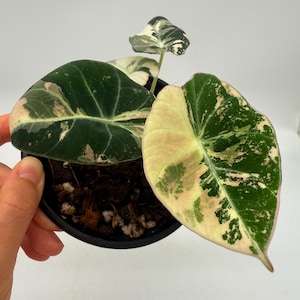 Alocasia Black Velvet Pink Variegated (Plant 2)