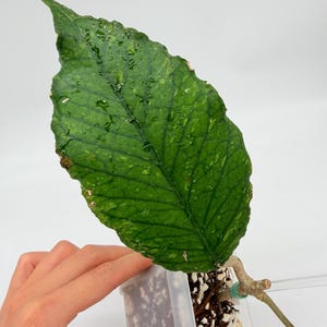 May include: A close-up of a large, vibrant green leaf with water droplets, showcasing intricate veining and a textured surface. The leaf is part of a plant cutting in a clear plastic pot filled with soil and white perlite.