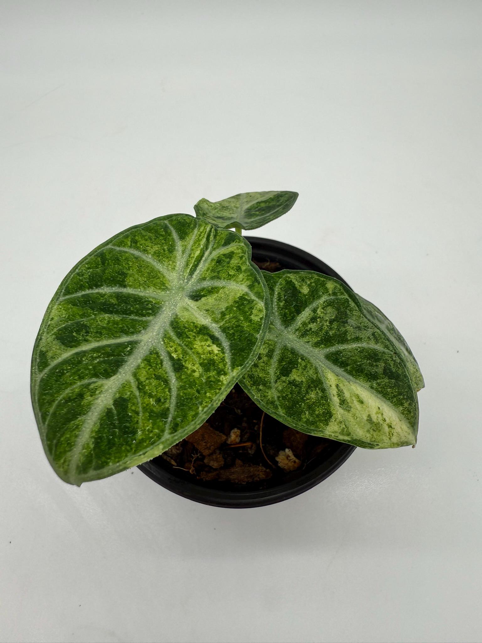 Alocasia Ninja Tricolor Variegated (plant B) - Etsy
