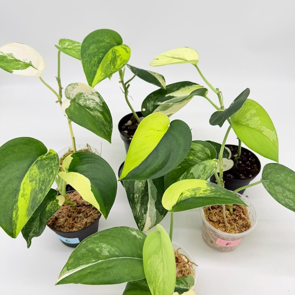 Satén de jade Scindapsus (S)