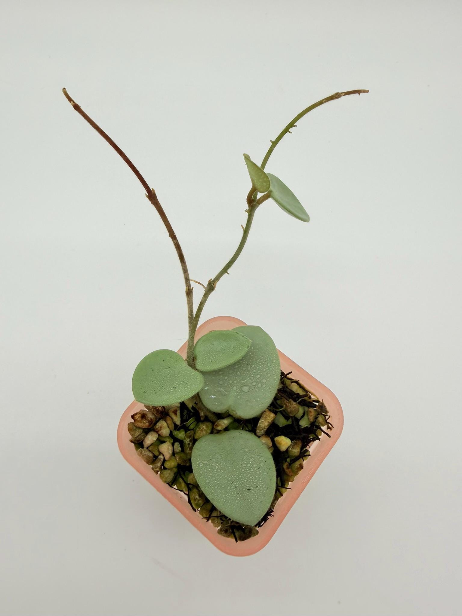 Hoya Grey Fairy - Etsy