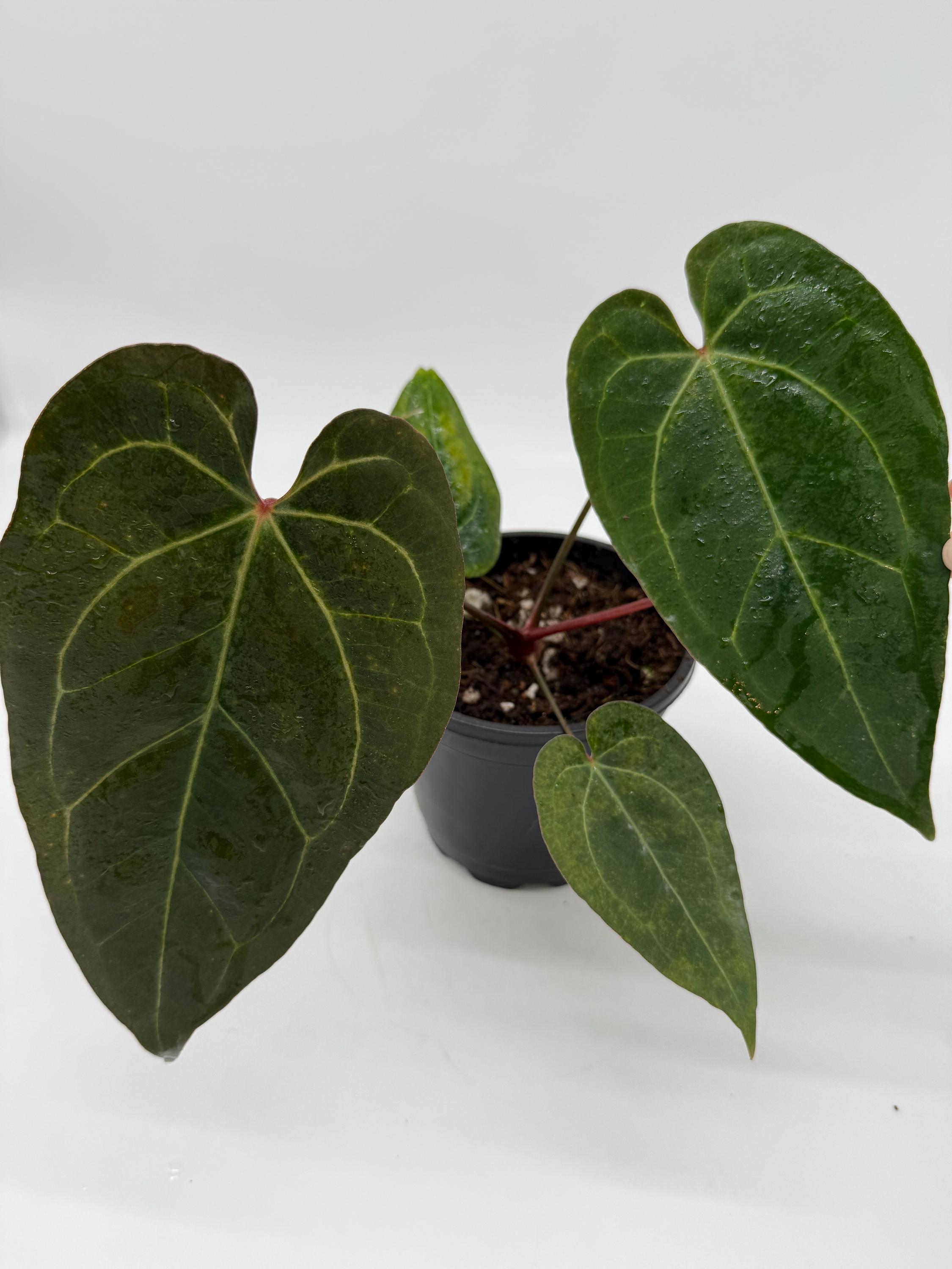 Anthurium King of Spades X Red Crystallinum - Etsy