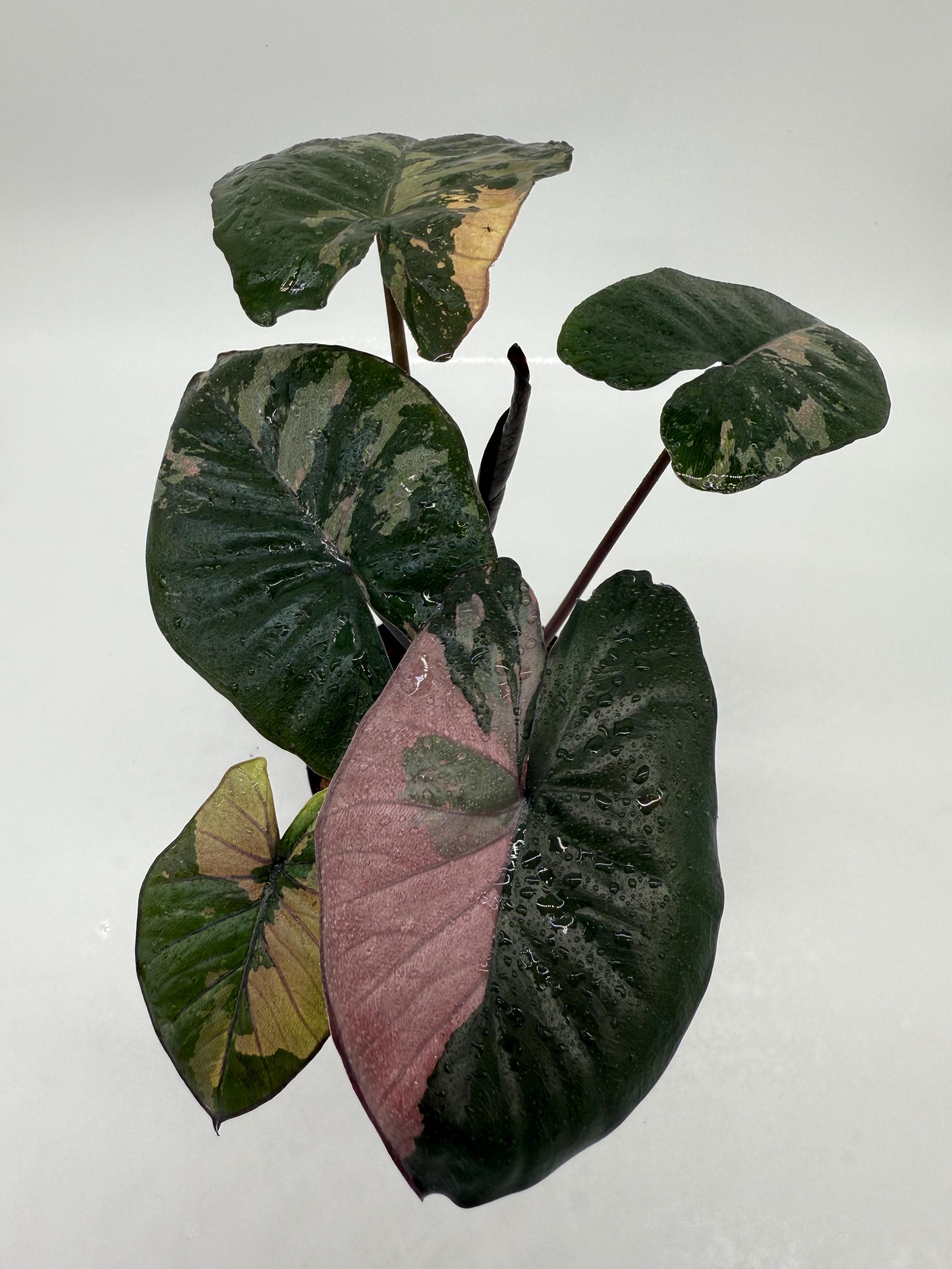 Alocasia Serendipity Variegated Pink - Etsy Alocasia Serendipity Variegated Pink - Etsy
