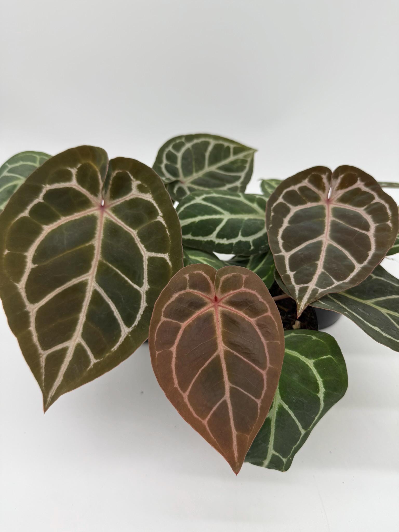 Anthurium King of Spades X Red Crystallinum - Etsy