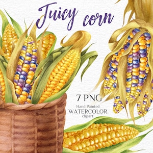 Colored corn. Corn cobs. Basket. Watercolor hand-painted clipart. Farm country life. DIY stickers cards labels planners. Printable PNG files
