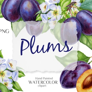 Plommon. Akvarell clipart. Plommonblommor, grenar. Botaniska illustrationer. Scrapbook, dekoration, väggkonst, klistermärken. Utskrivbara PNG-filer.