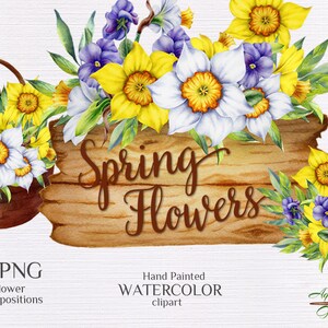 Narzissen, Narzissensträuße & Girlanden. Aquarell Clipart. Frühlingsblumen Dekoration. Weihnachtskarten, Wünsche. Druckbare PNG-Dateien herunterladen