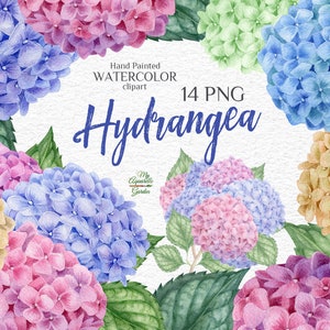 Hortênsia Flores de jardim Aquarela botânica ilustração pintada à mão Decoração floral de casamento Plantas floridas DIY desejos de férias PNG para impressão