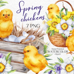 Frühling Hühner und Blumen. Ostern Aquarell Clipart. Niedliche Vögel. Babyparty. Weihnachtskarten, Wünsche. Druckbare PNG-Dateien herunterladen.