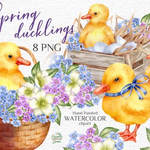Frühlings Entenküken und Blumen. Ostern Aquarell Clipart. Niedliche Vögel. Babyparty. Weihnachtskarten, Wünsche. Druckbare PNG-Dateien herunterladen.