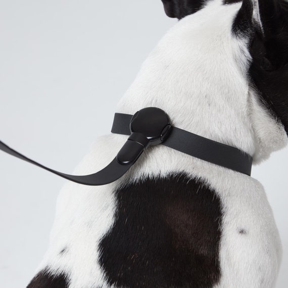Minimal dog sale collar