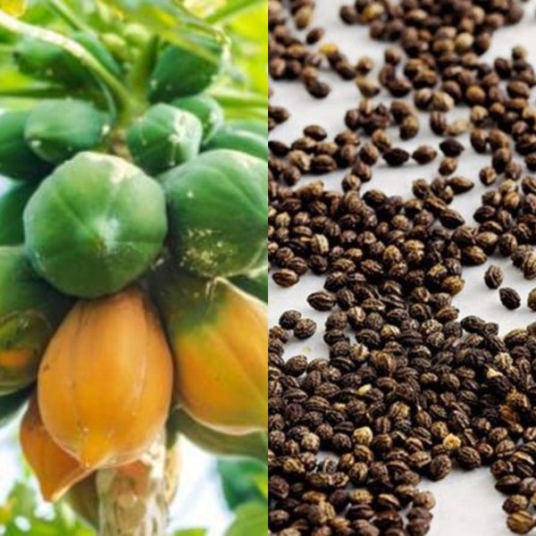 Papaya Seeds Etsy