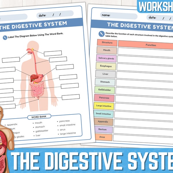 Feuilles de travail sur le système digestif, Parties du système digestif, Feuille de travail sur l'étiquetage du système digestif, Anatomie du système digestif, Imprimable